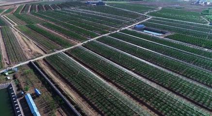 堅(jiān)持走農(nóng)產(chǎn)品品牌化道路，大連大櫻桃產(chǎn)業(yè)助推鄉(xiāng)村振興